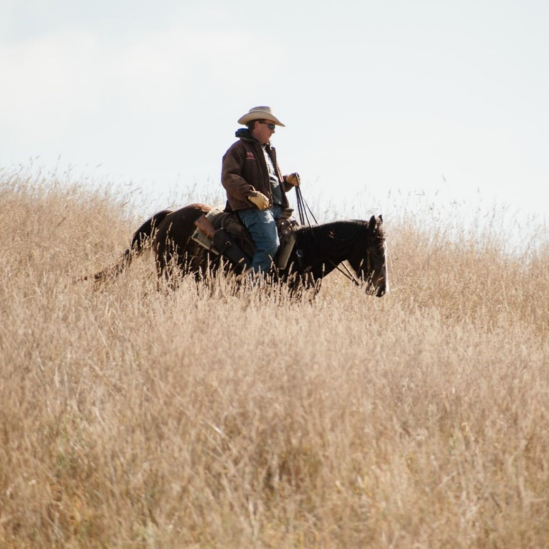 OUR 2022 NCHA 50TH ANNIVERSARY CALENDAR IS HERE! National Cutting