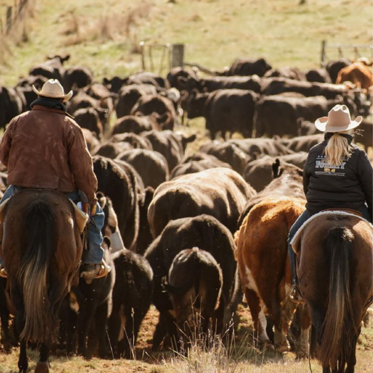 OUR 2022 NCHA 50TH ANNIVERSARY CALENDAR IS HERE! National Cutting